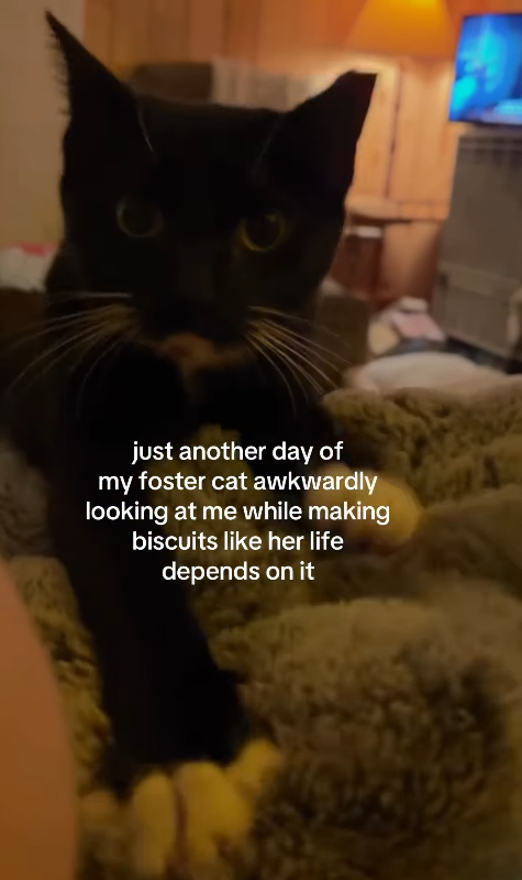 just another day of my foster cat awkwardly looking at me while making biscuits like her life depends on it
