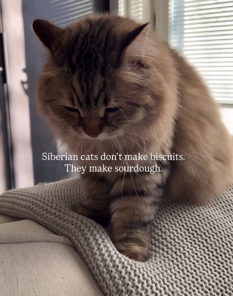 Siberian cats don't make biscuits. They make sourdough.