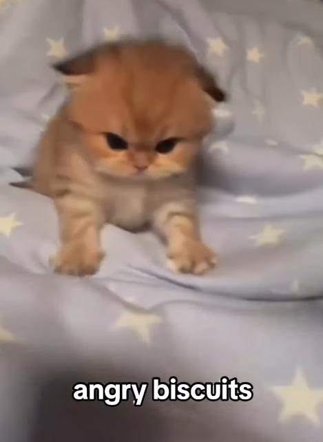 angry biscuits