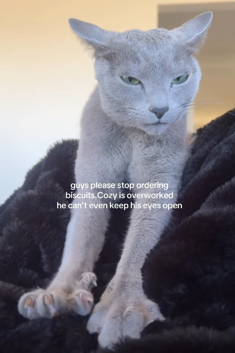 guys please stop ordering biscuits.Cozy is overworked he can't even keep his eyes open