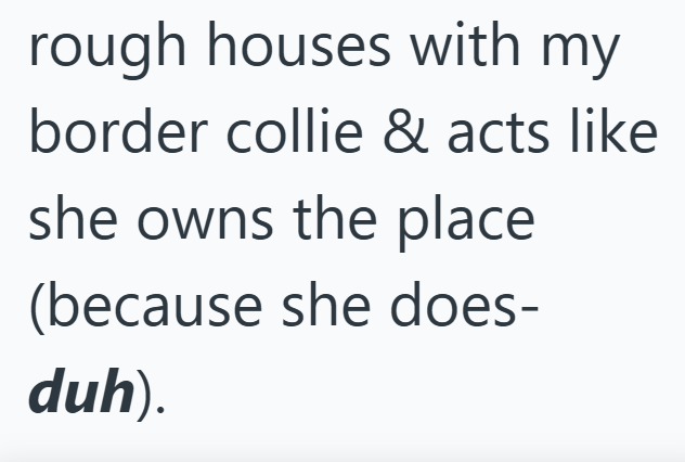 rough houses with my border collie & acts like she owns the place (because she does- duh).