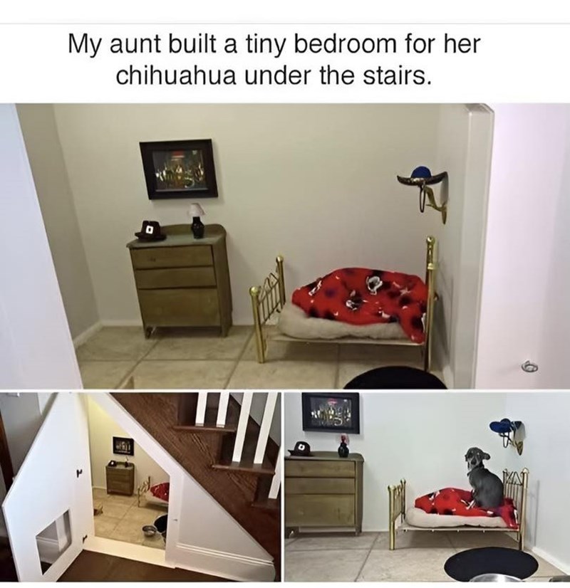 My aunt built a tiny bedroom for her chihuahua under the stairs.