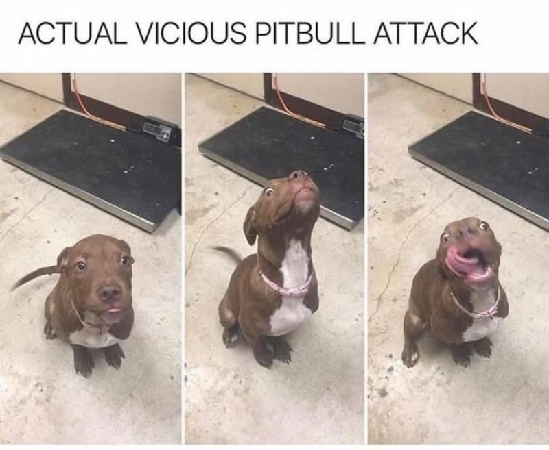 ACTUAL VICIOUS PITBULL ATTACK
