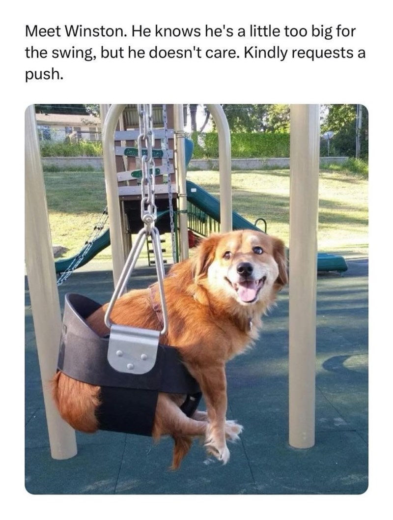 Meet Winston. He knows he's a little too big for the swing, but he doesn't care. Kindly requests a push.