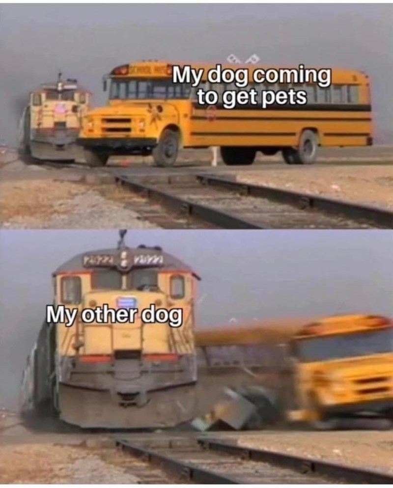 My dog coming to get pets My other dog