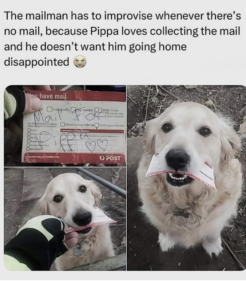 The mailman has to improvise whenever there's no mail, because Pippa loves collecting the mail and he doesn't want him going home disappointed have mail Mail 000000 Cotection Auther ♡♡ POST