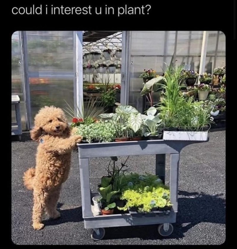could i interest u in plant?