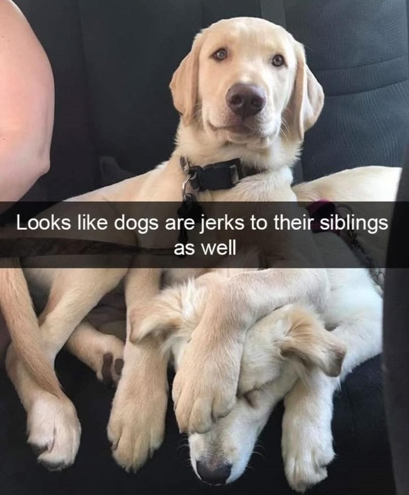 Looks like dogs are jerks to their siblings as well