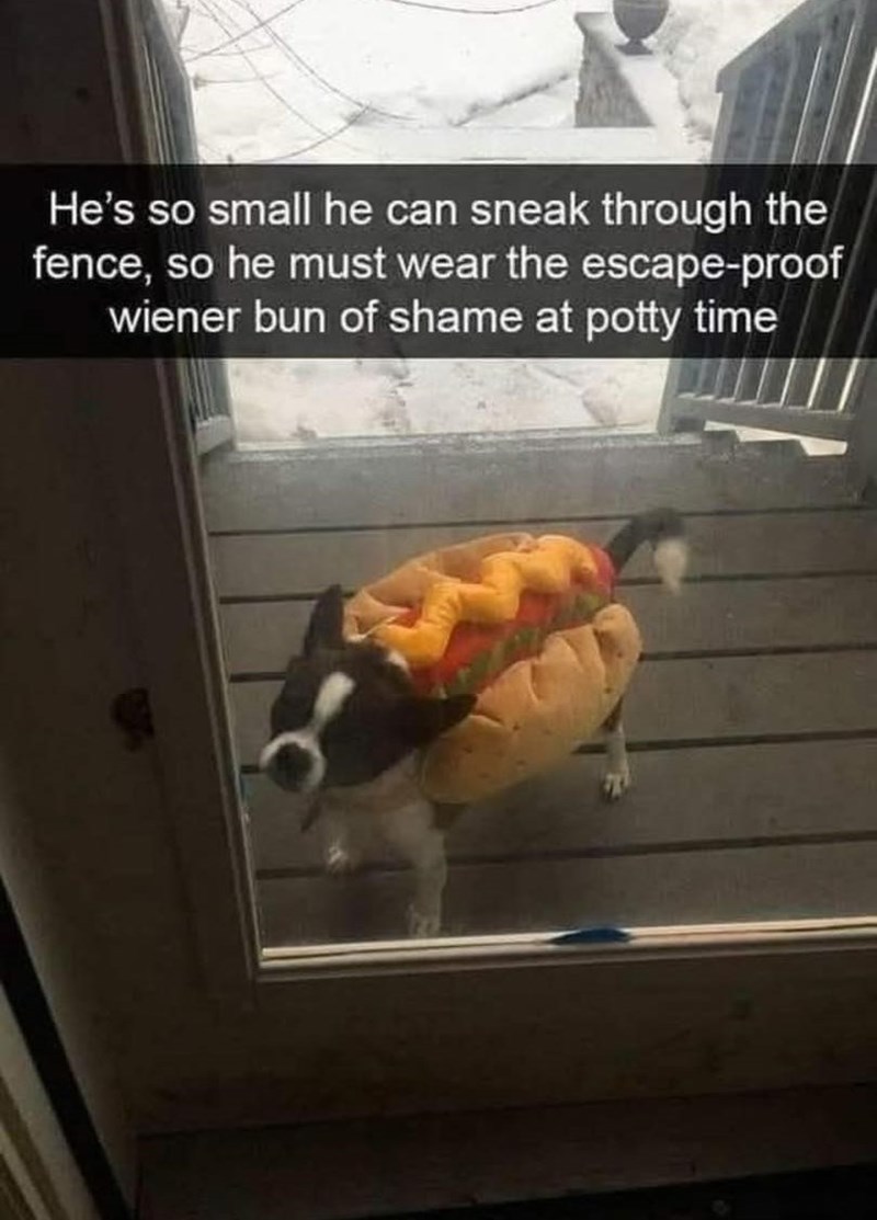 He's so small he can sneak through the fence, so he must wear the escape-proof wiener bun of shame at potty time