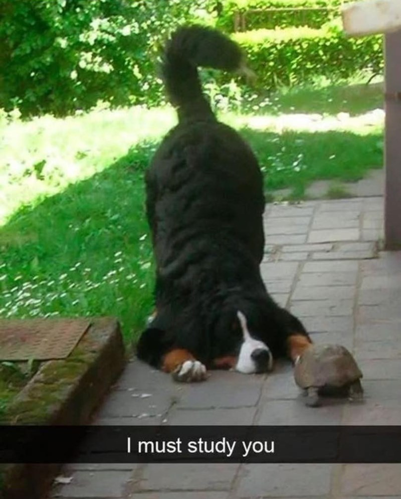I must study you