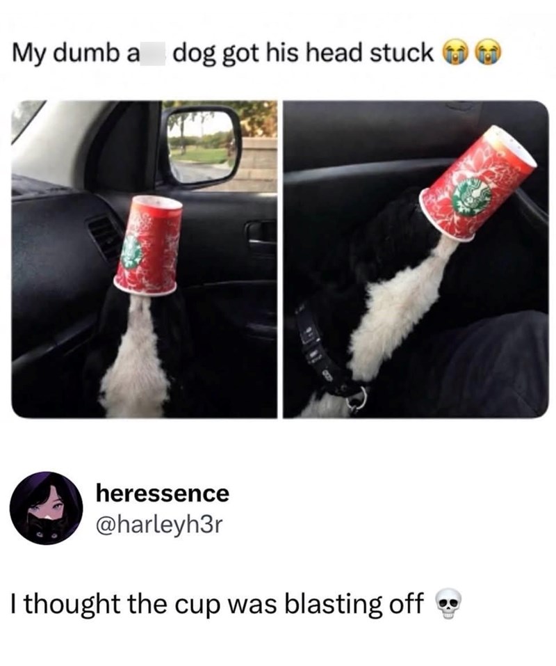 My dumb a dog got his head stuck heressence @harleyh3r I thought the cup was blasting off