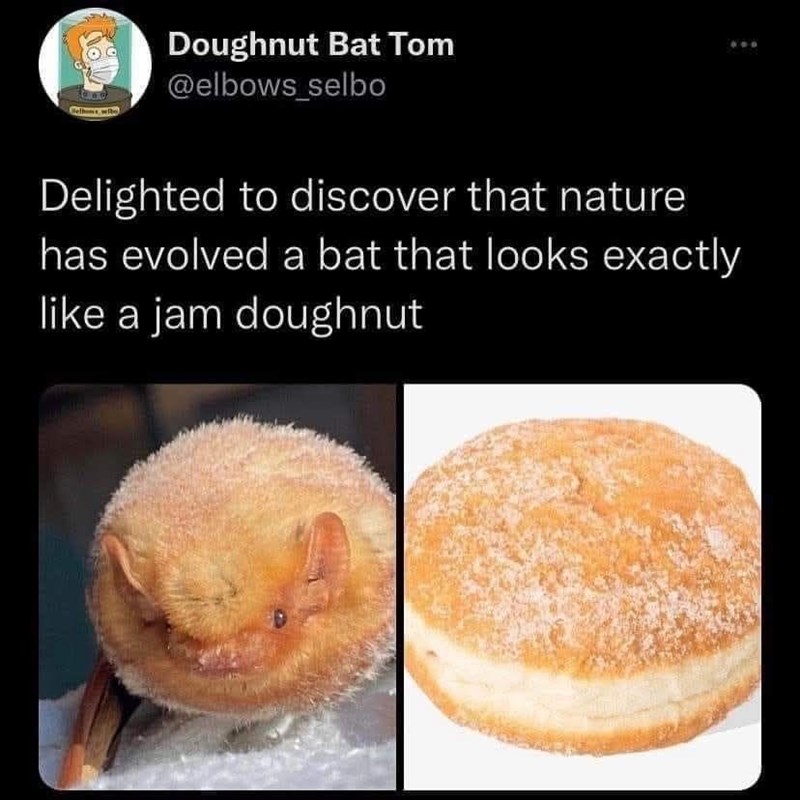 Doughnut Bat Tom @elbows_selbo Delighted to discover that nature has evolved a bat that looks exactly like a jam doughnut