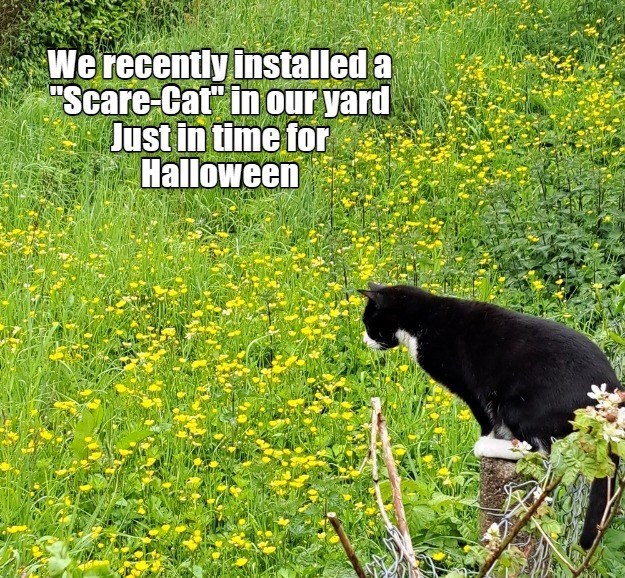 We recently installed a "Scare-Cat" in our yard Just in time for Halloween The