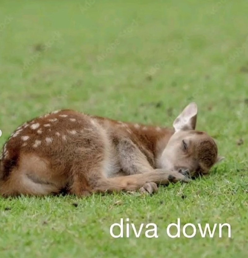 ock Adobe Sta diva down