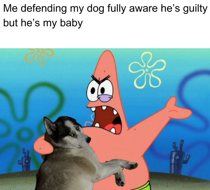 Me defending my dog fully aware he's guilty but he's my baby