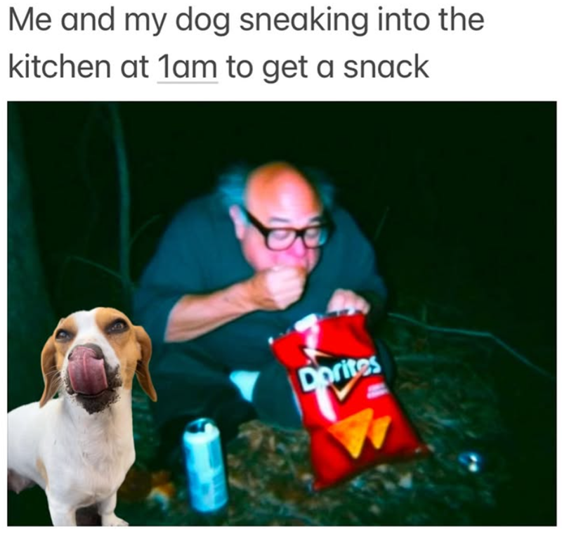 Me and my dog sneaking into the kitchen at 1am to get a snack Dorites