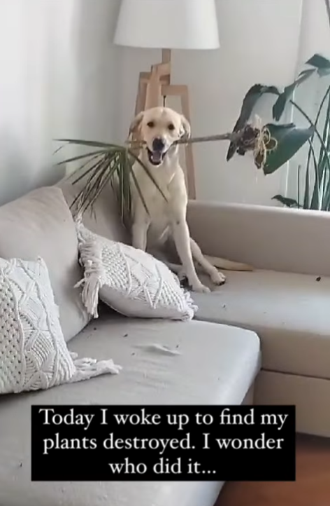 Today I woke up to find my plants destroyed. I wonder who did it...