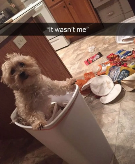 にーに "It wasn't me" GOLD RO