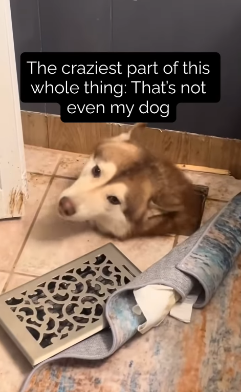 The craziest part of this whole thing: That's not even my dog