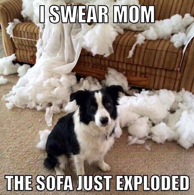I SWEAR MOM THE SOFA JUST EXPLODED