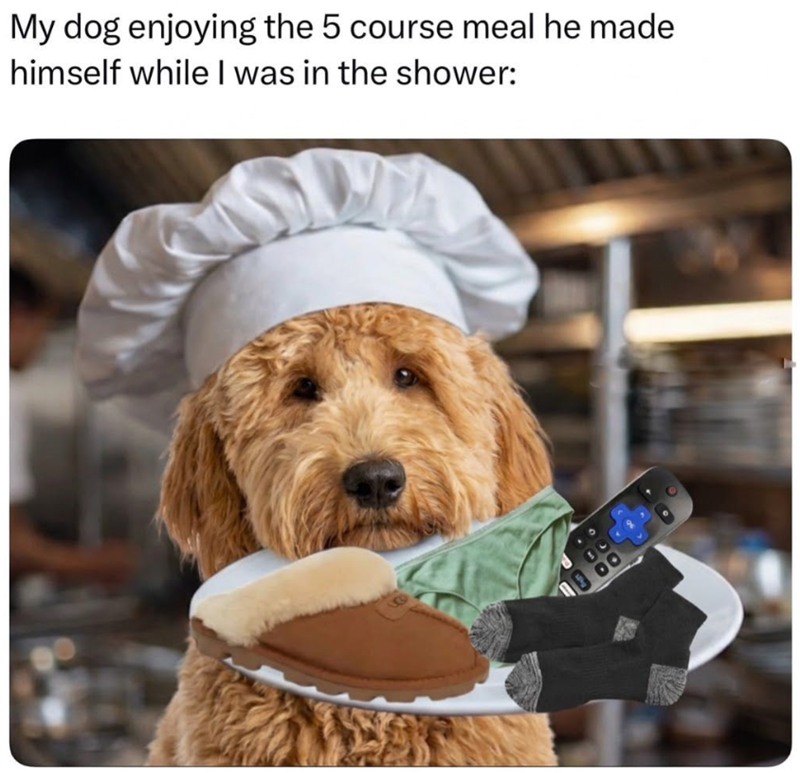 My dog enjoying the 5 course meal he made himself while I was in the shower: 00