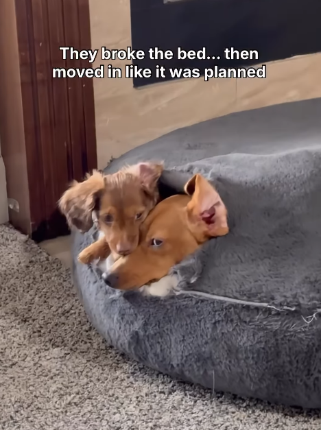 They broke the bed... then moved in like it was planned
