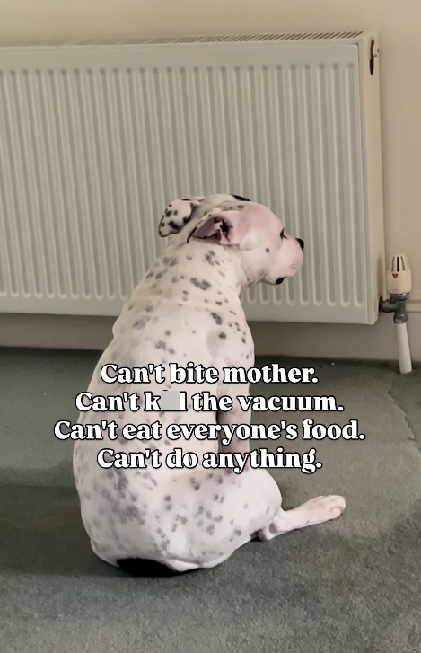 Can't bite mother. Can't k the vacuum. Can't eat everyone's food. Can't do anything.