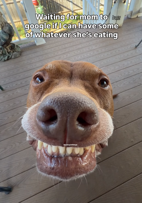 Waiting for mom to k google if I can have some of whatever she's eating Gjust plethings