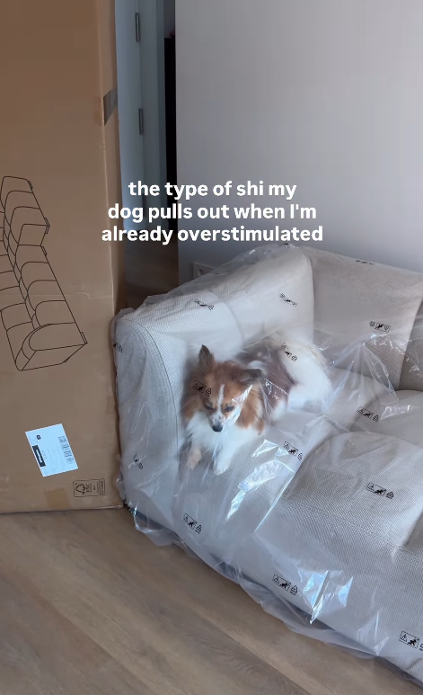 the type of shi my dog pulls out when I'm already overstimulated 鱼