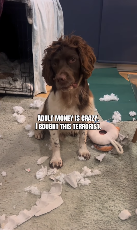 ADULT MONEY IS CRAZY. I BOUGHT THIS TERRORIST.