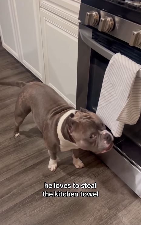 he loves to steal the kitchen towel