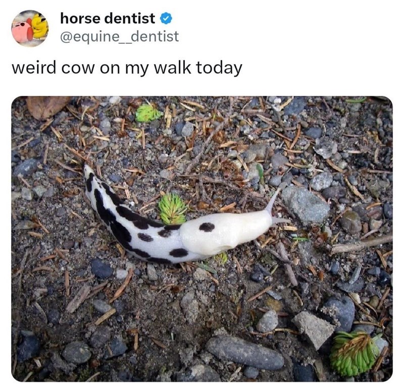 horse dentist @equine_dentist weird cow on my walk today