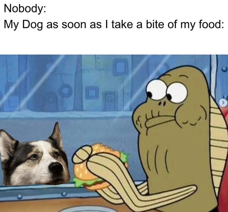 Nobody: My Dog as soon as I take a bite of my food:
