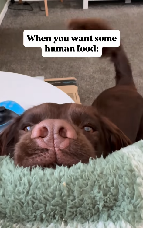 When you want some human food: