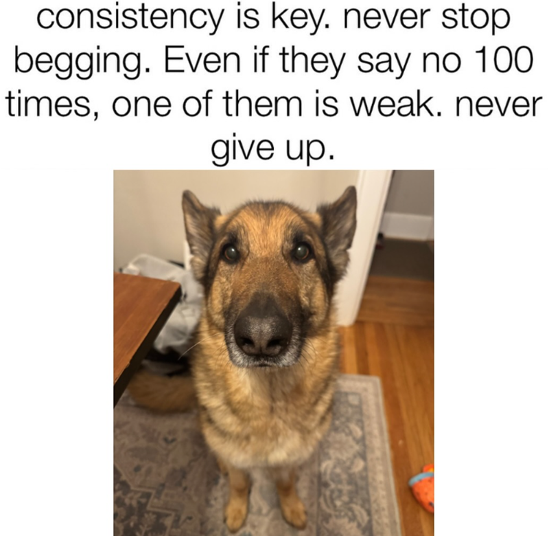 consistency is key. never stop begging. Even if they say no 100 times, one of them is weak. never give up.