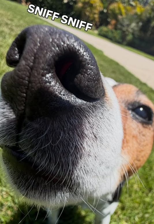 SNIFF SNIFF