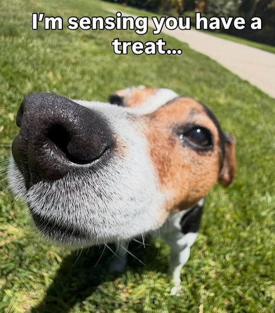 I'm sensing you have a treat...