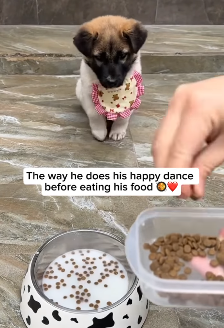The way he does his happy dance before eating his food O