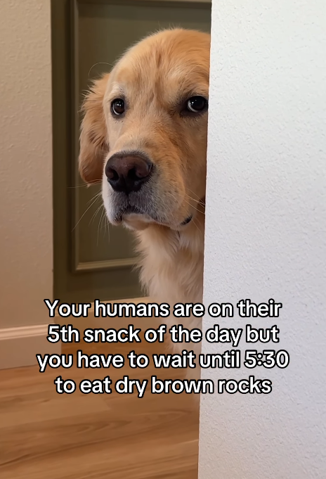 Your humans are on their 5th snack of the day but you have to wait until 5:30 to eat dry brown rocks
