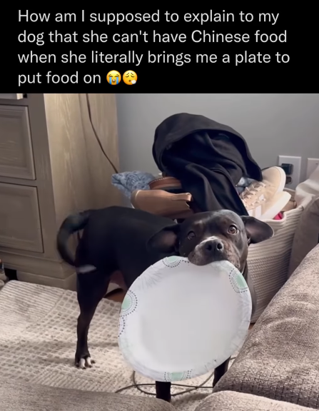 How am I supposed to explain to my dog that she can't have Chinese food when she literally brings me a plate to put food on