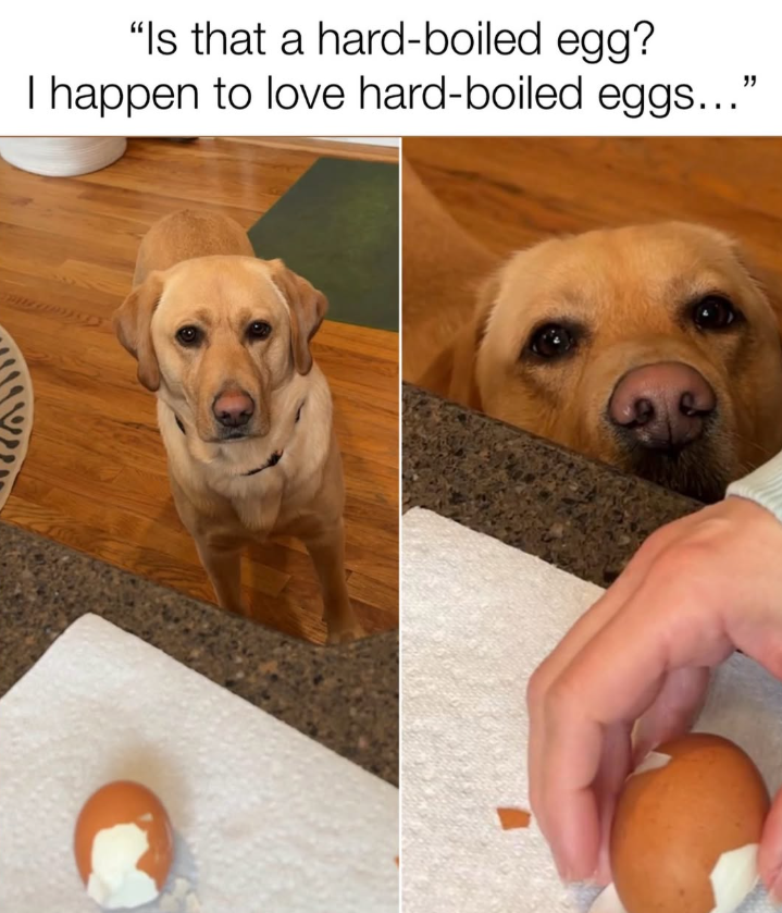 "Is that a hard-boiled egg? I happen to love hard-boiled eggs...' " 2117 C