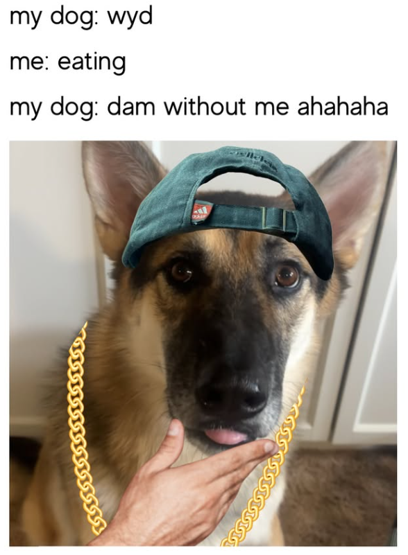 my dog: wyd me: eating my dog: dam without me ahahaha