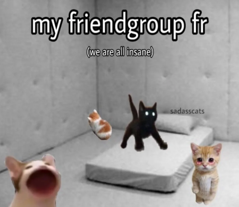 my friendgroup fr (we are all insane) sadasscats
