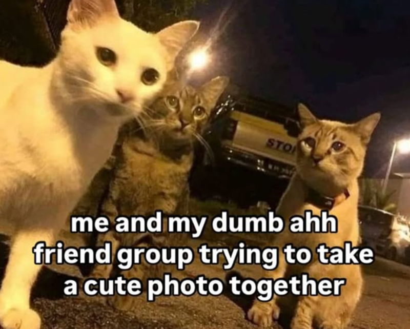 STO me and my dumb ahh friend group trying to take a cute photo together