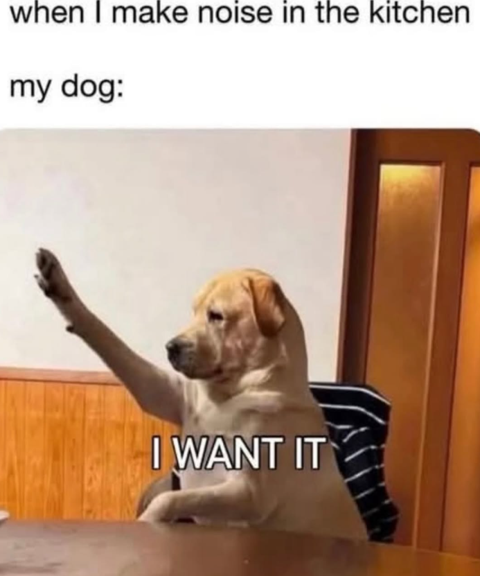 when I make noise in the kitchen my dog: I WANT IT