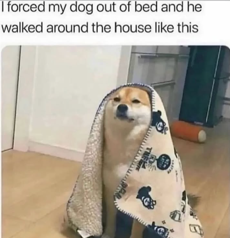 I forced my dog out of bed and he walked around the house like this GP THE