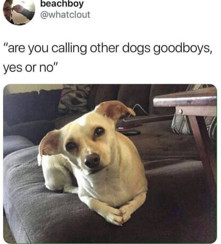 beachboy @whatclout "are you calling other dogs goodboys, yes or no"