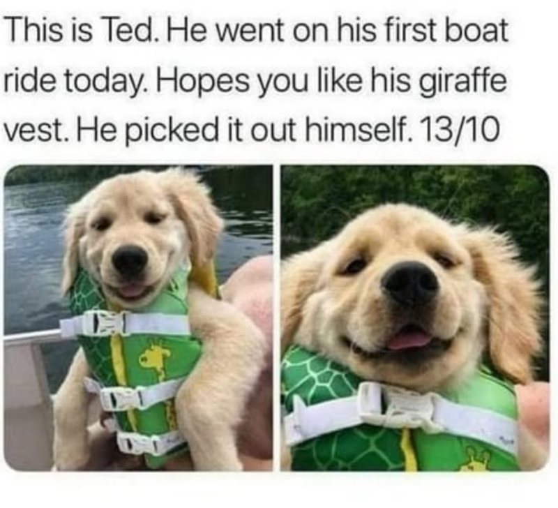 This is Ted. He went on his first boat ride today. Hopes you like his giraffe vest. He picked it out himself. 13/10