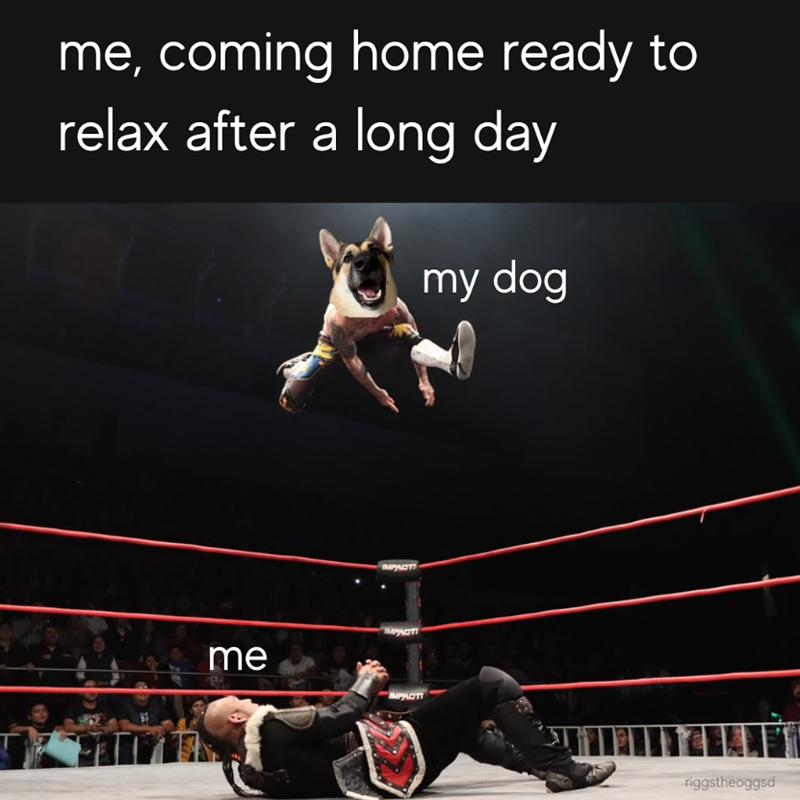 me, coming home ready to relax after a long day my dog IMPACTI me IMPACTI IMPACT riggstheoggsd