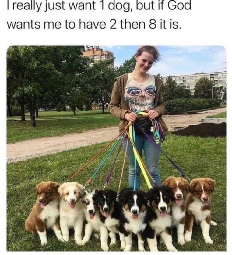 I really just want 1 dog, but if God wants me to have 2 then 8 it is.